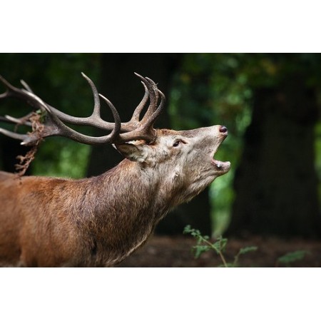 Premium Attractant Red Deer