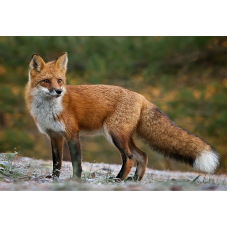 Premium Attractant Fox